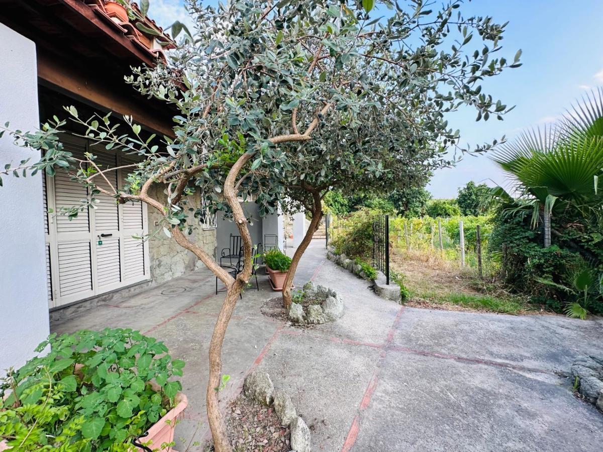 מלון Forio di Ischia Il Vitigno Di Dioniso מראה חיצוני תמונה